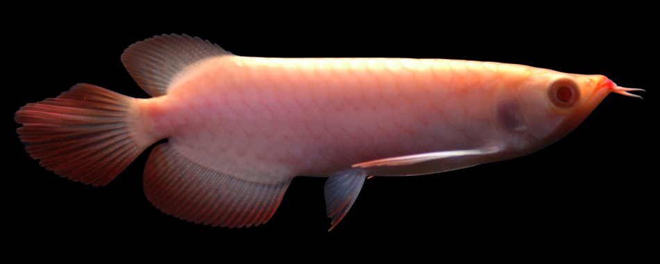 Albino Super Red Arowana-Small.jpg